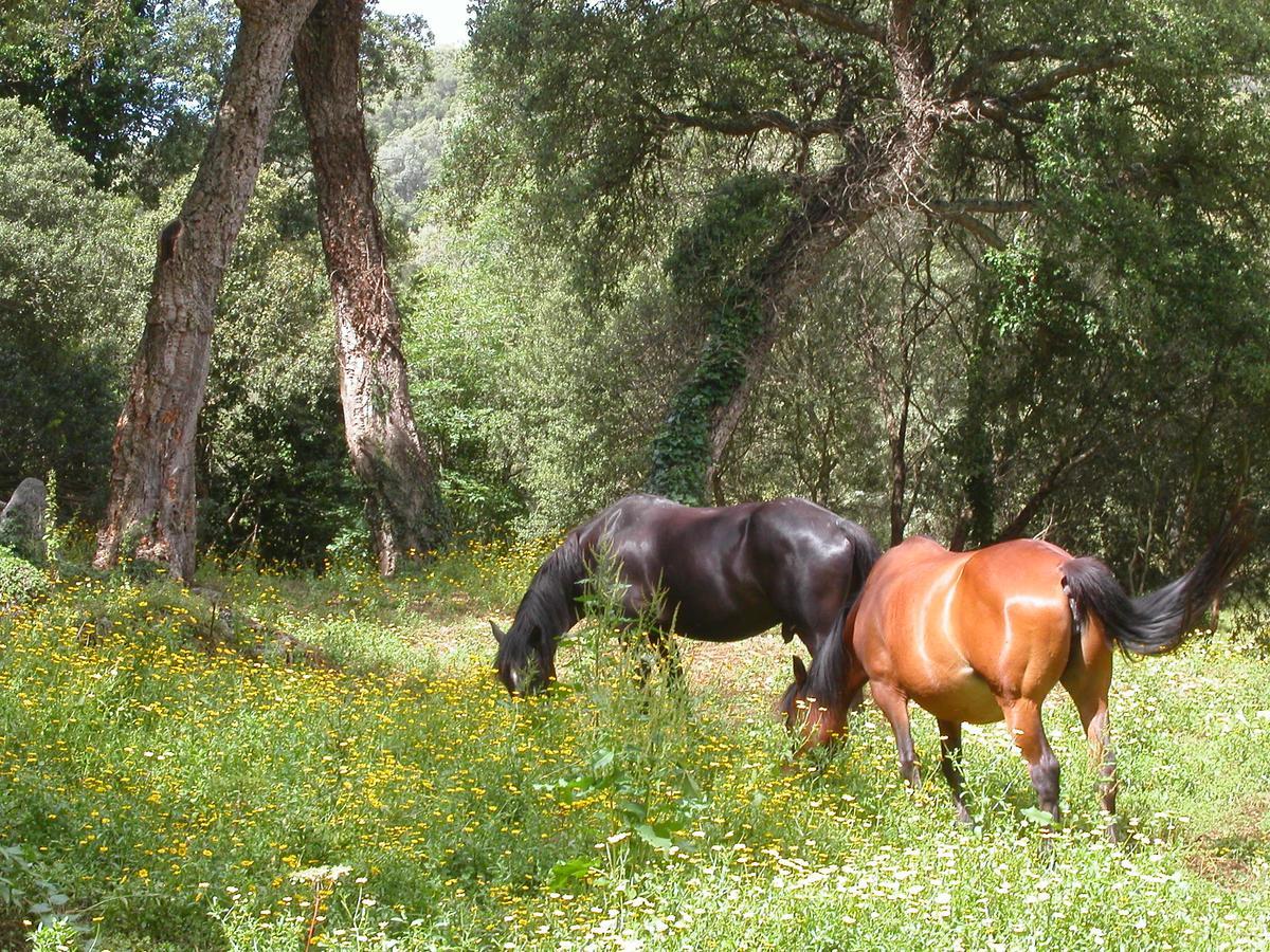Sartène Maison D'Hotes De Charme De Croccano מראה חיצוני תמונה